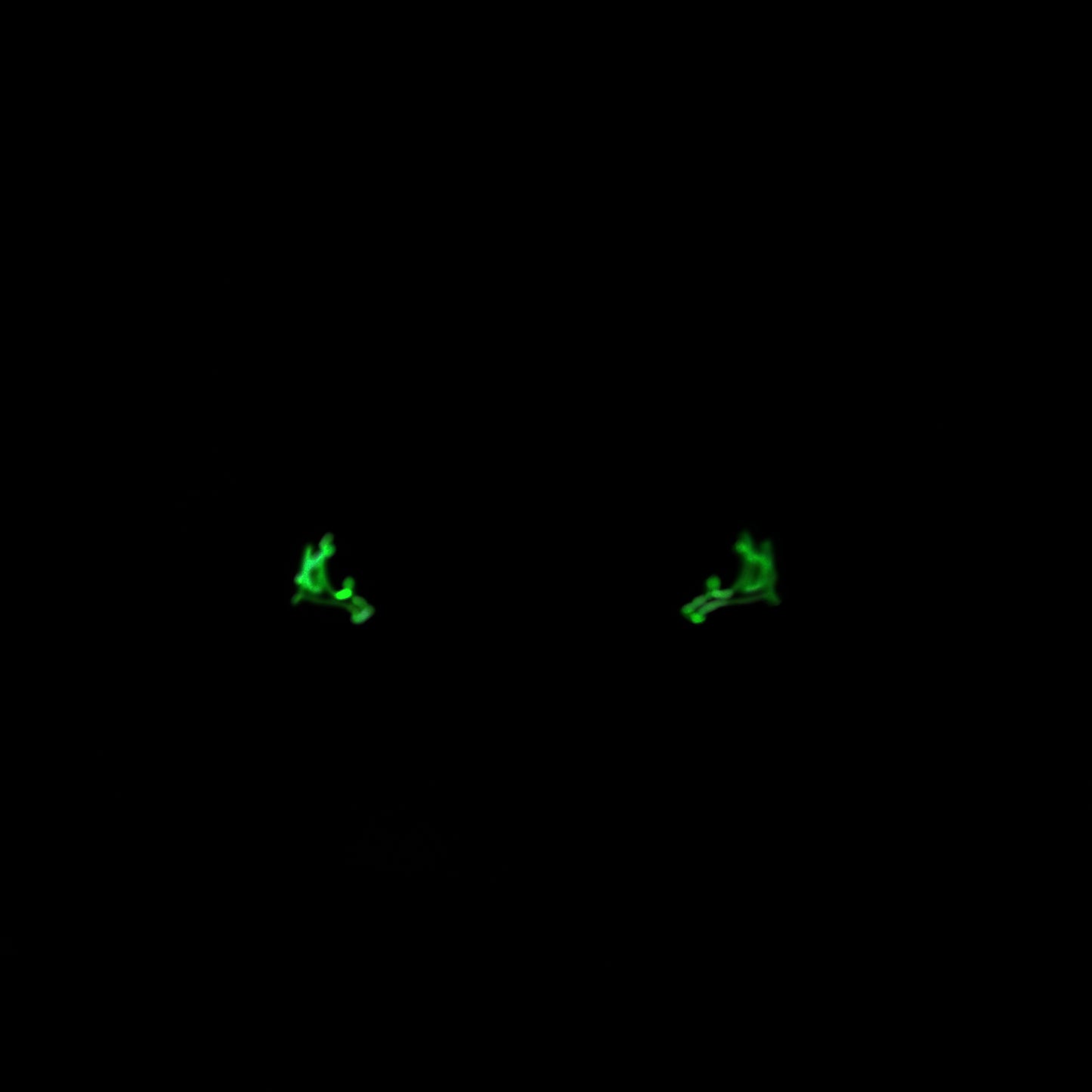 GITD Antler Ranger Eyes